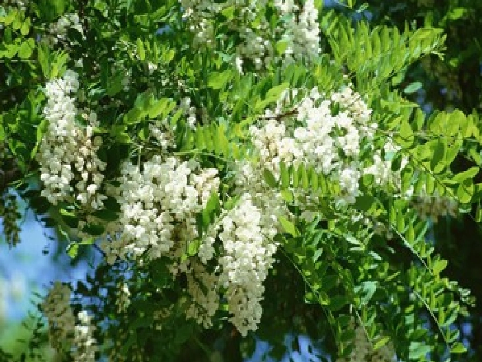 槐乡五月公开课_第2页