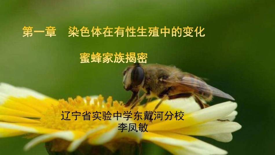 课外阅读蜜蜂家族揭密_第1页