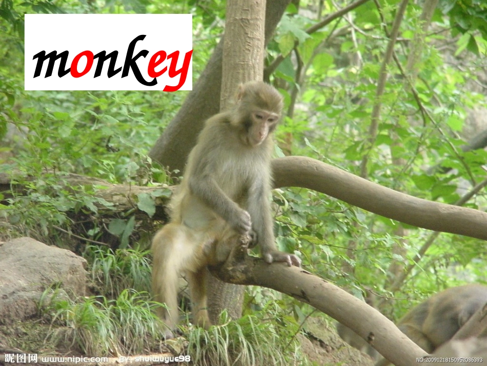 三年级上学习动物_第2页