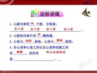 4.心脏的结构