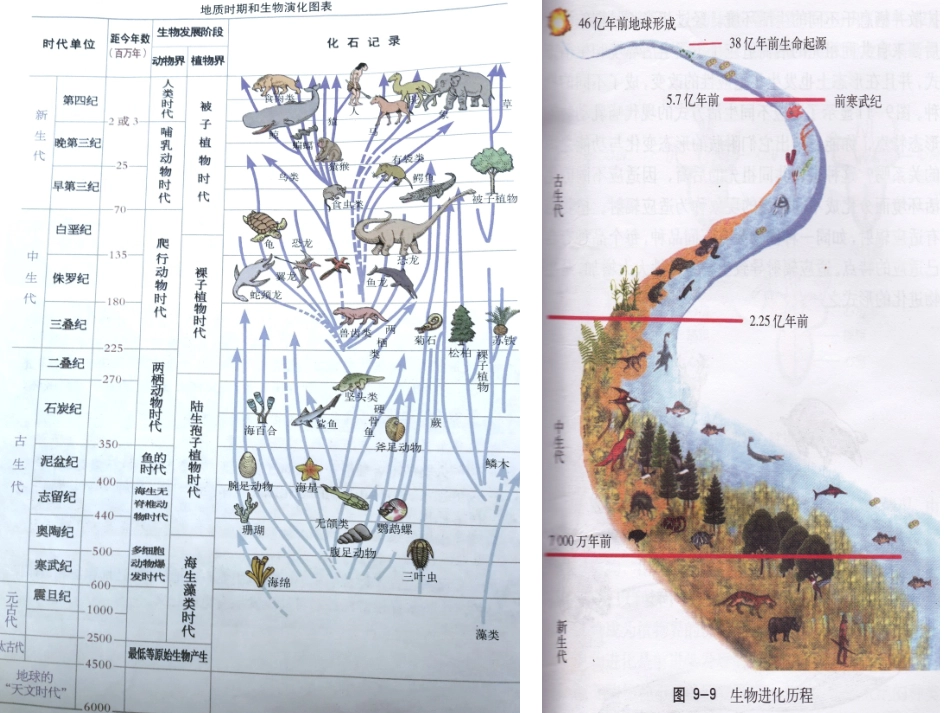 生物进化的证据_第2页