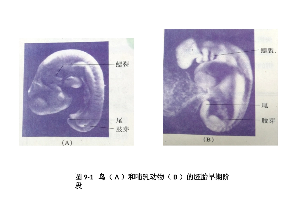 生物进化的证据_第3页