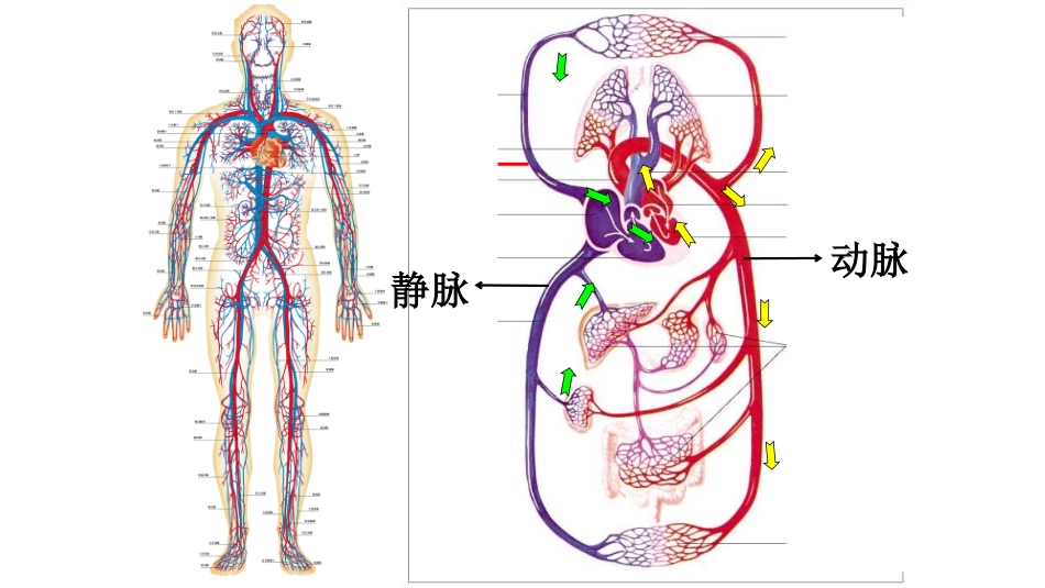 第2节血液循环_第3页