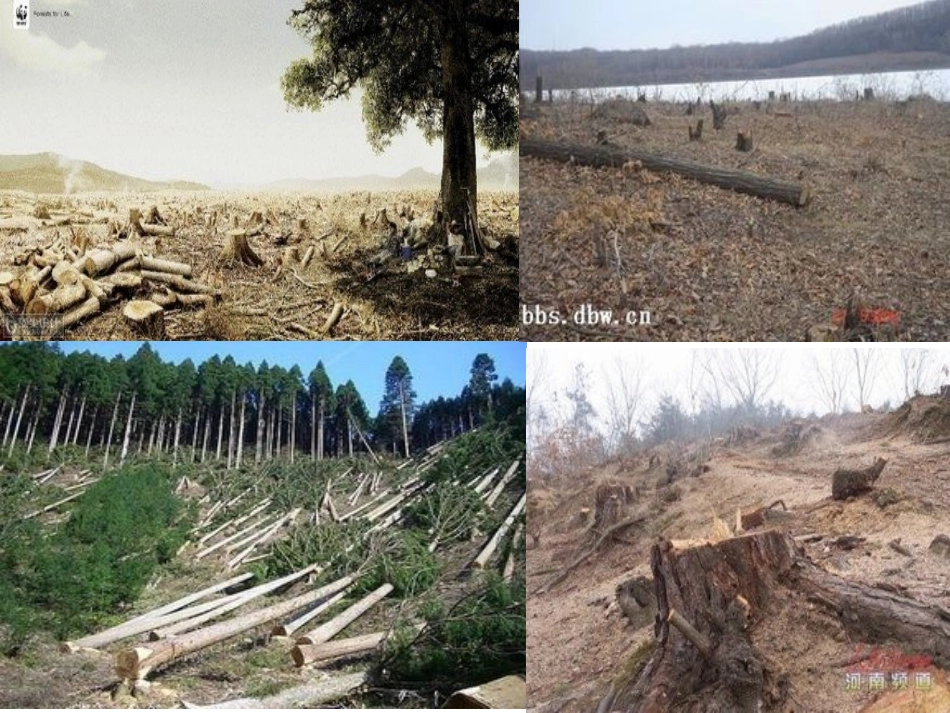 北师大版品德与生活二下《纸从哪里来_第2页