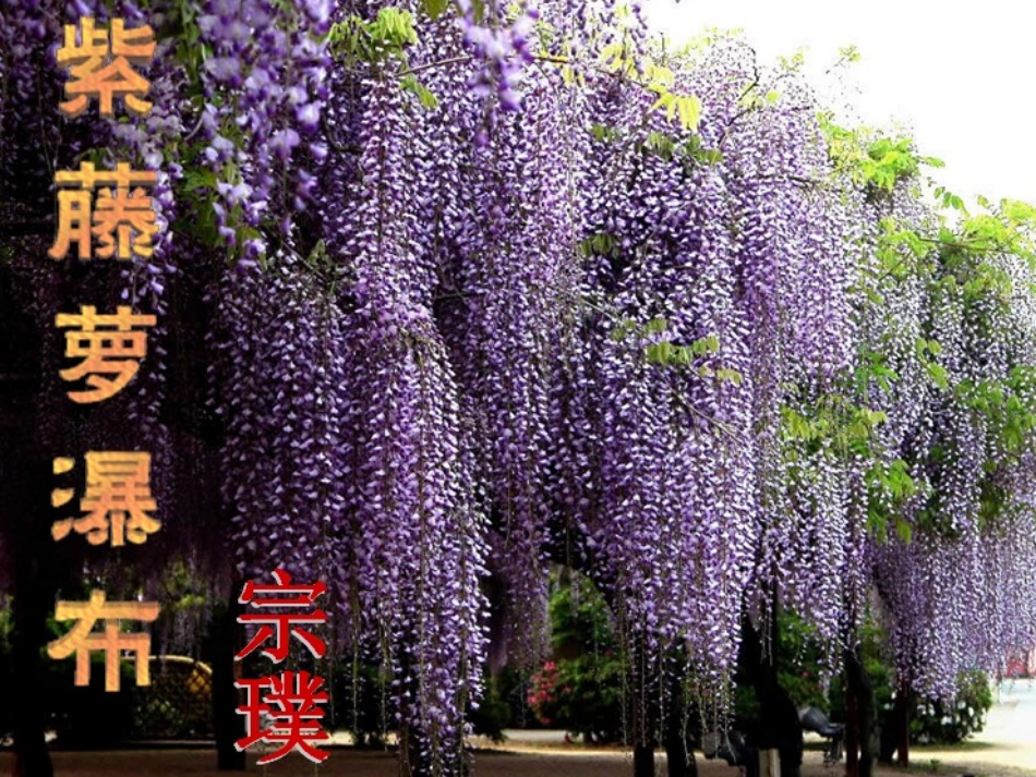 (部编)初中语文人教2011课标版七年级下册紫藤萝瀑布课件_第1页