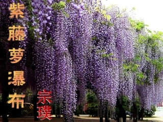 (部编)初中语文人教2011课标版七年级下册紫藤萝瀑布课件