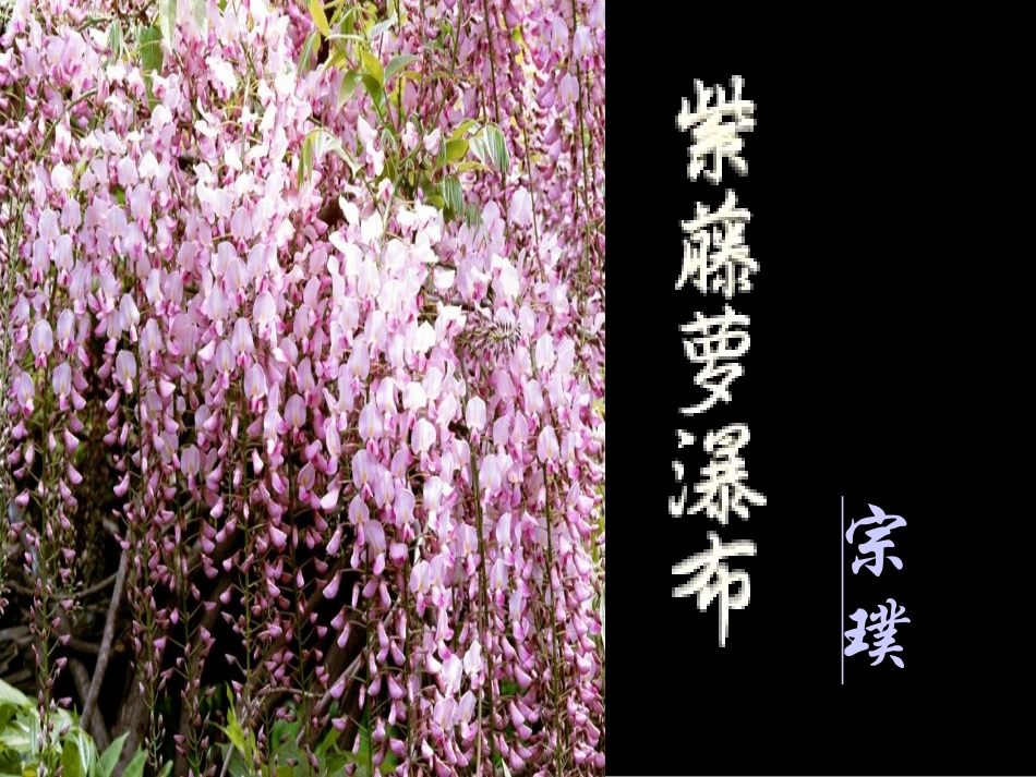 《紫藤萝瀑布》赛课课件2_第2页