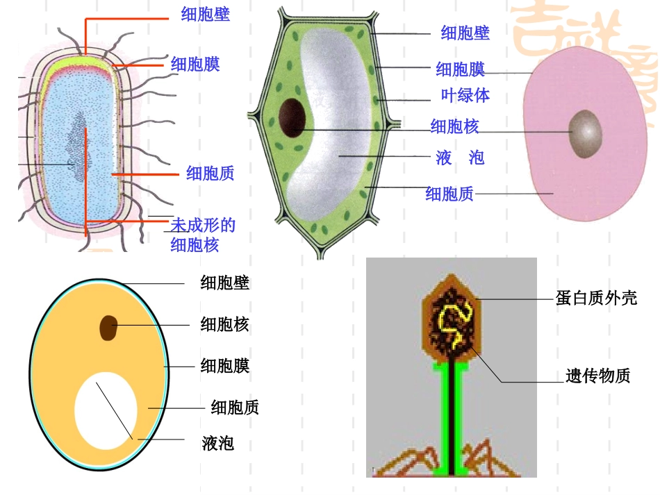 分布广泛的细菌和真菌_第3页
