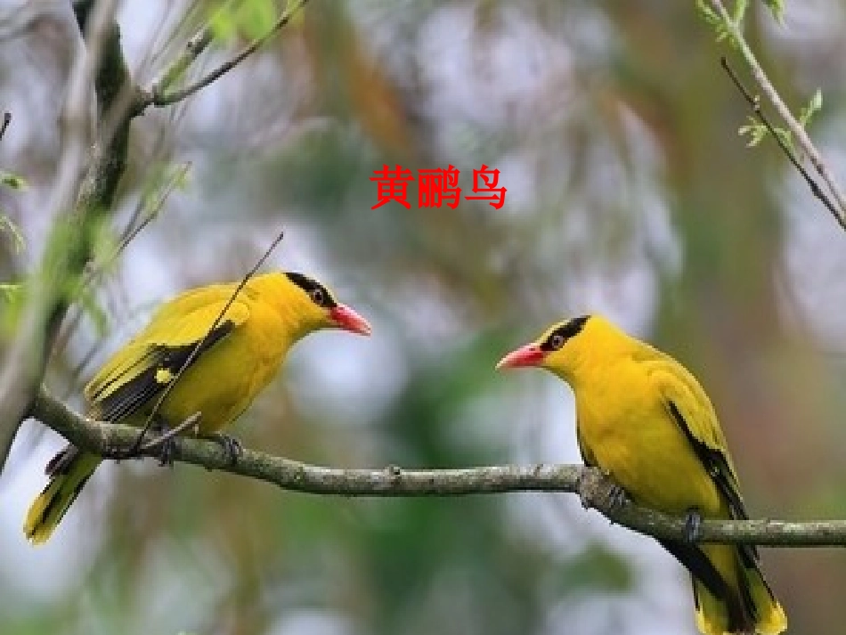 (演唱)蜗牛与黄鹂鸟_第3页