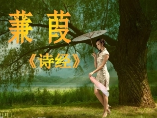 蒹葭-(4)