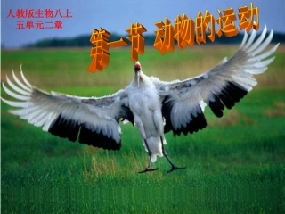 第一节-动物的运动