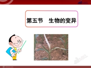 科学家的故事袁隆平与杂交水稻-(4)