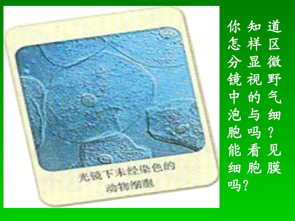 细胞膜和细胞壁_第2页