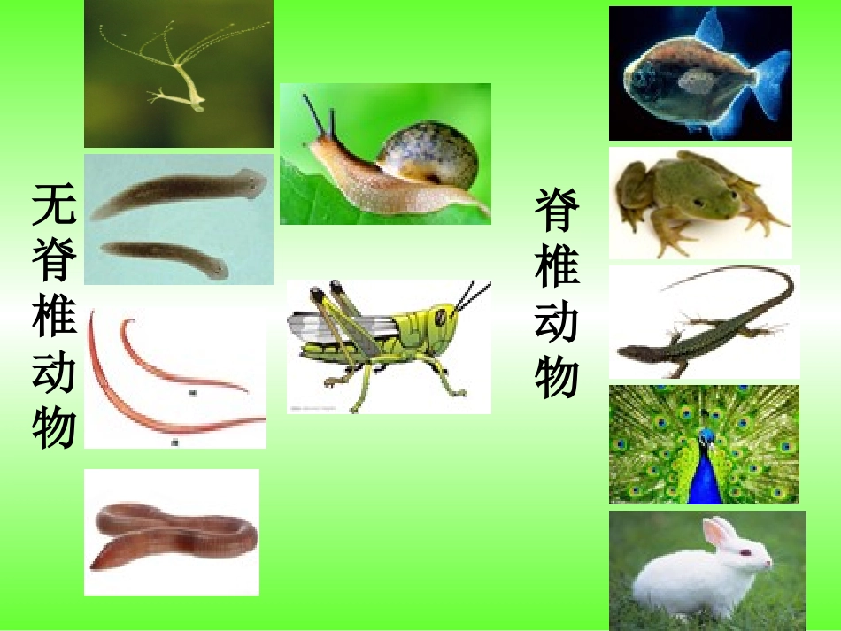 与生物学有关的职业-养殖专业户_第3页