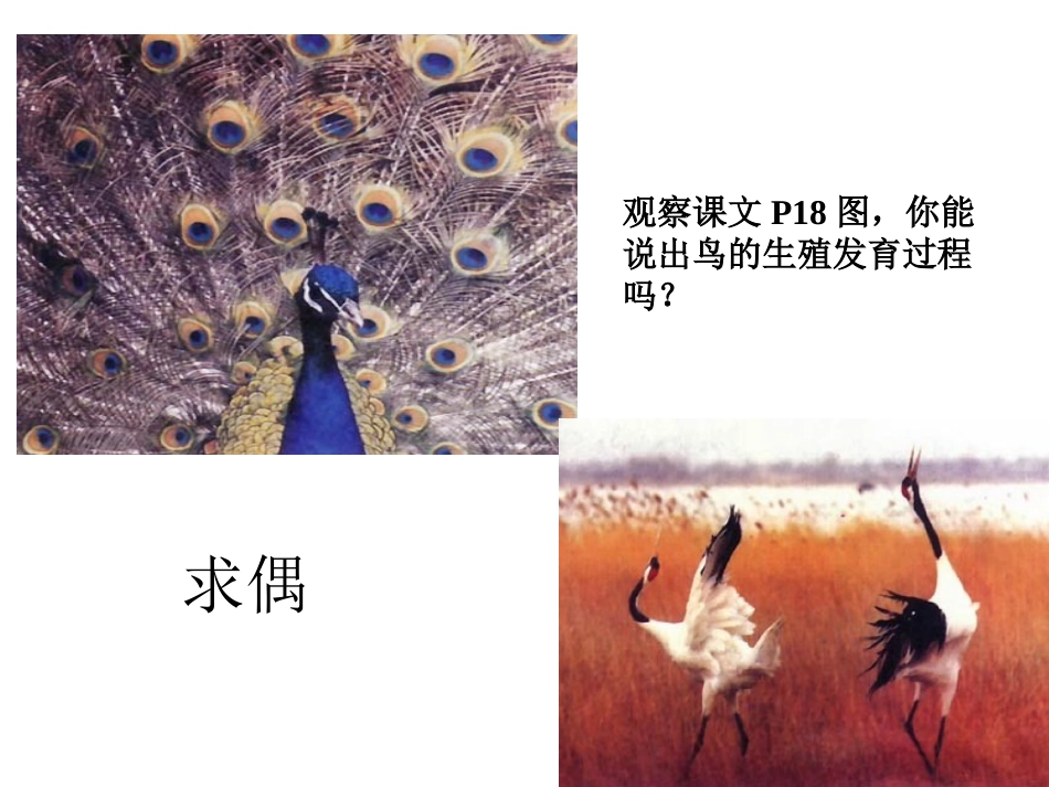 第三节鸟的生殖和发育_第2页