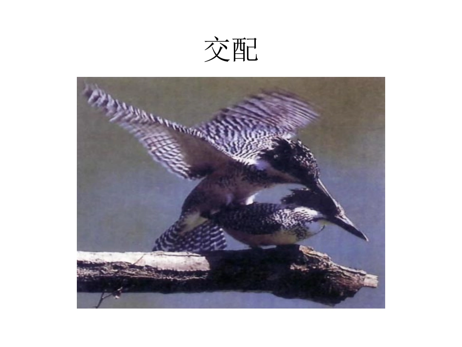 第三节鸟的生殖和发育_第3页