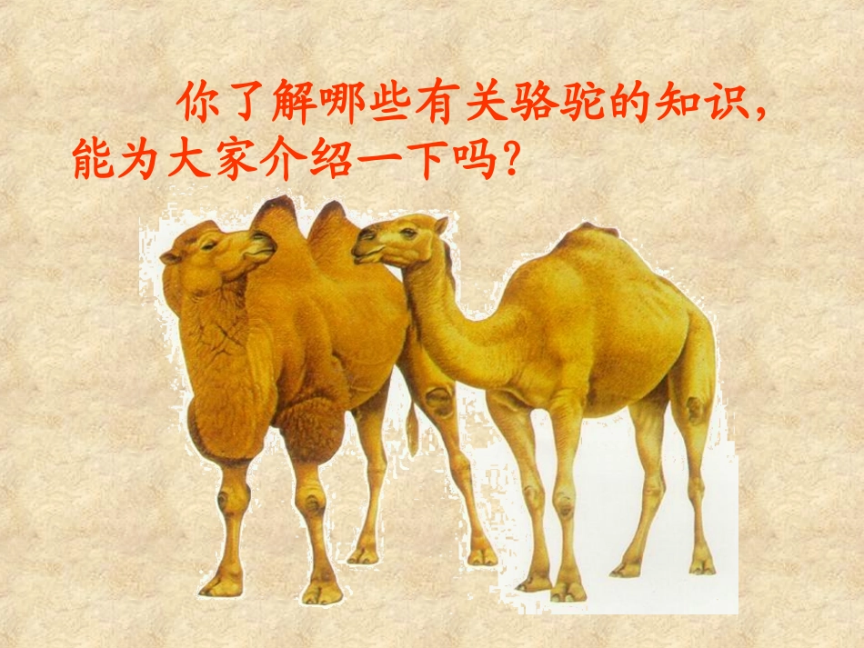 (演唱)小骆驼-(2)_第3页