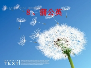 《蒲公英》教学课件