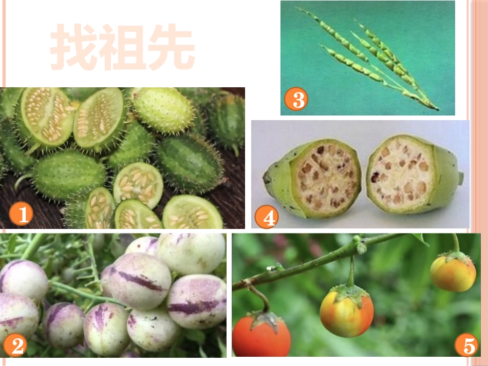 染色体变异在育种上的应用_第3页