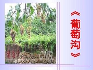 葡萄沟课件ppt1