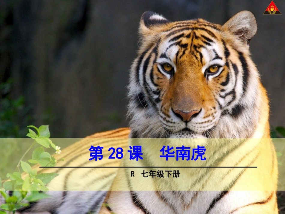 28华南虎-(1)---简明版_第1页