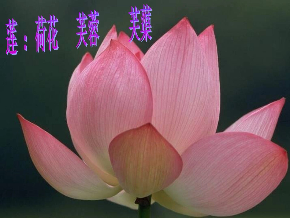 爱莲说-(2)_第1页