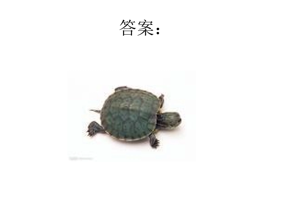 《想飞的乌龟》_第3页