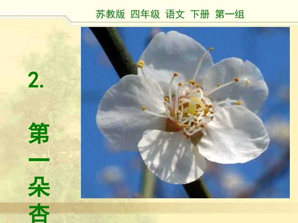 2第一朵杏花_第1页