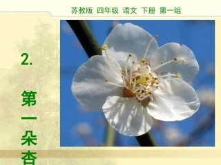 2第一朵杏花