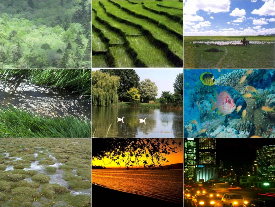 第四节-生态系统-(3)_第1页