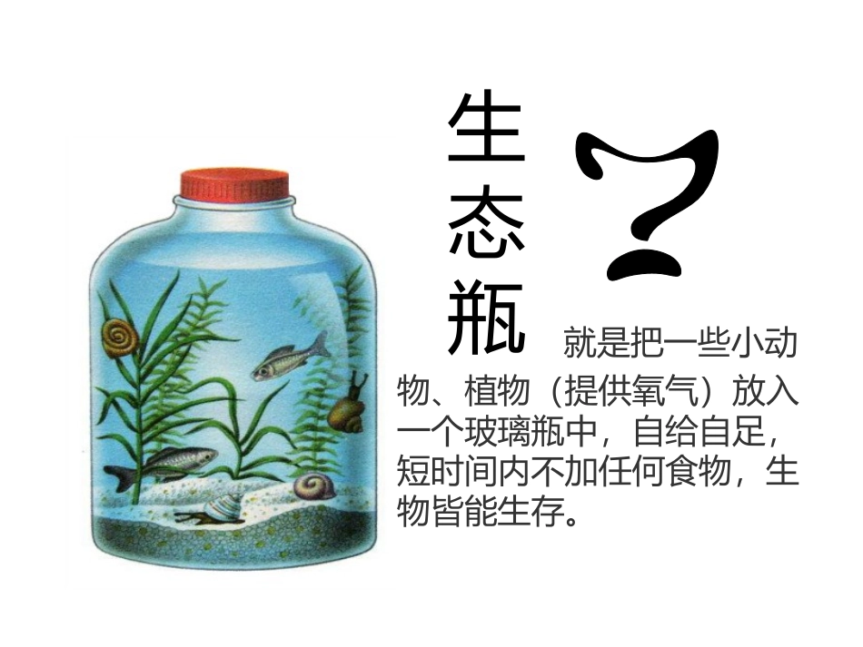 第四节-生态系统-(3)_第2页