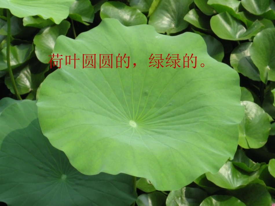 (部编)人教语文2011课标版一年级下册《荷叶圆圆》_第1页