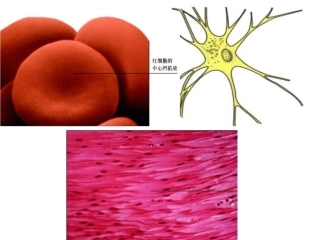 生物：63-4《细胞分化癌变衰老》课件(新人教版必修1)