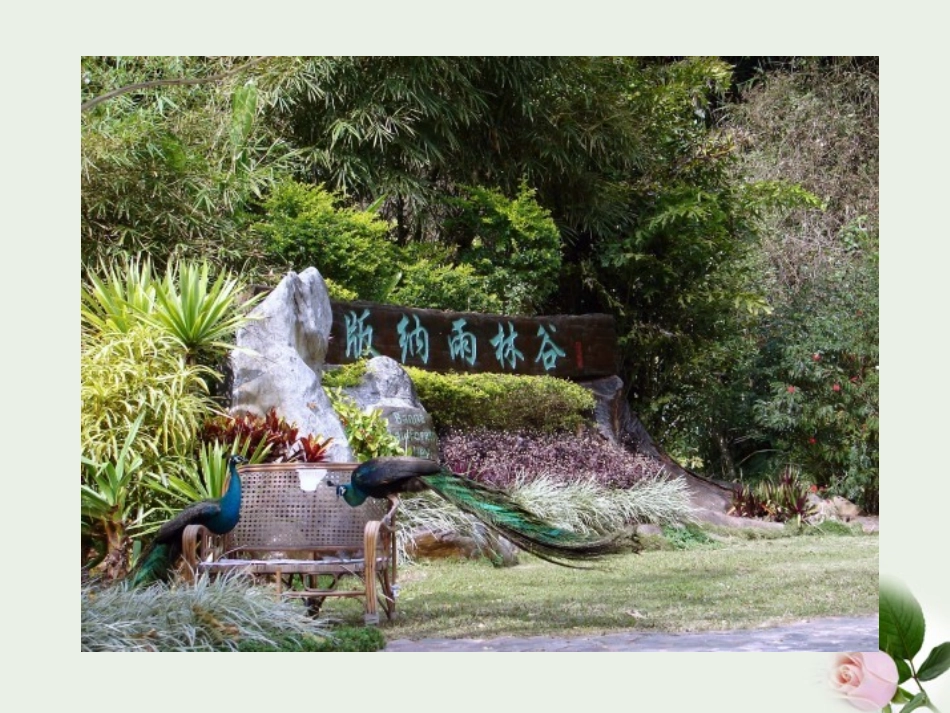 山东省东营市河口区实验学校八年级地理上册-《美丽的西双版纳》课件_第2页