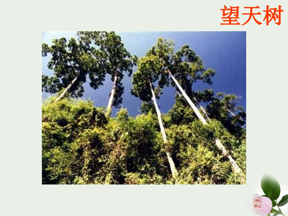 山东省东营市河口区实验学校八年级地理上册-《美丽的西双版纳》课件_第3页