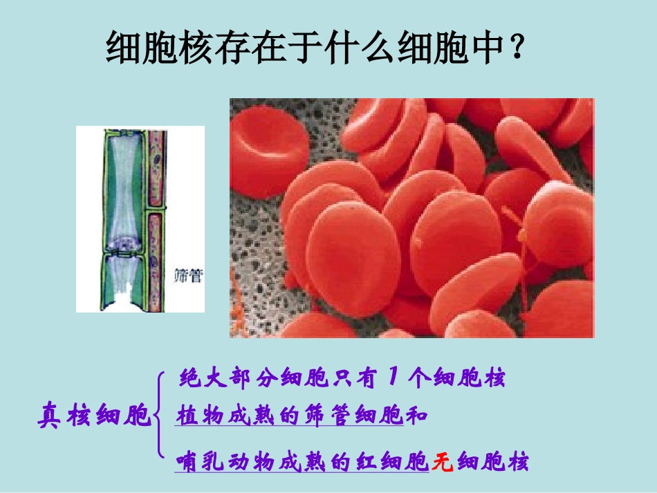 3.3细胞核—系统的控制中心_第2页