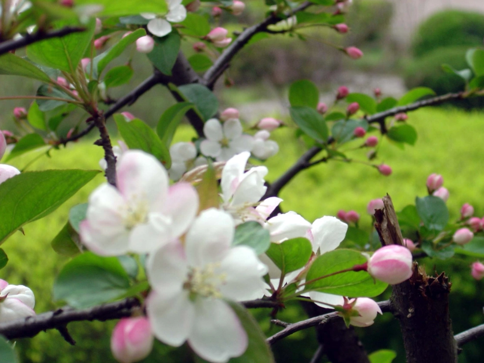 歌曲《渴望春天》_第2页