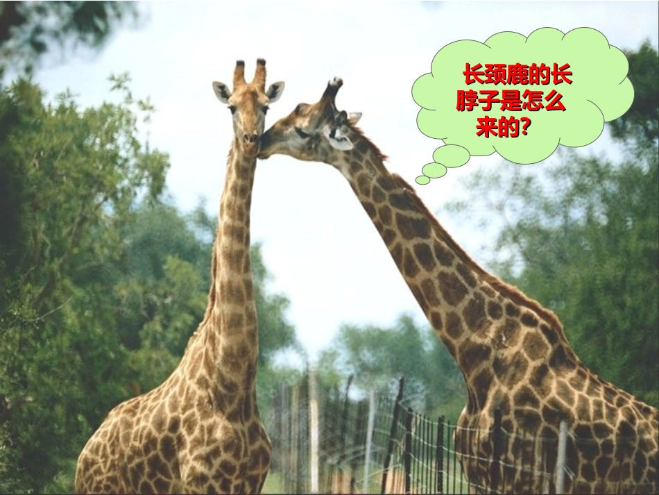 第三节生物进化的原因-(2)_第3页