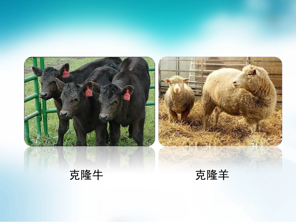 第四章现代生物技术_第3页