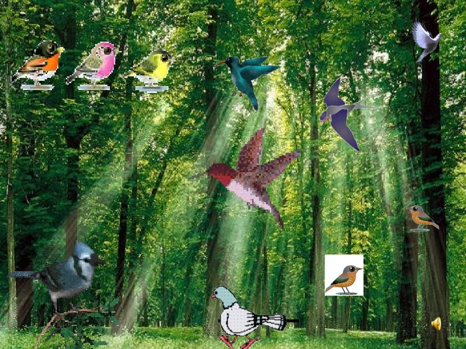 放小鸟ppt_第1页