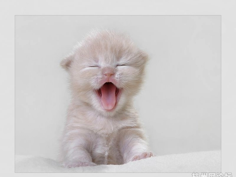 26课《猫》(课件)_第2页