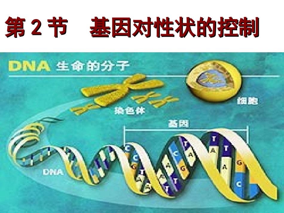 第三节遗传信息的传递_第3页