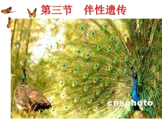 第三节性染色体与伴性遗传
