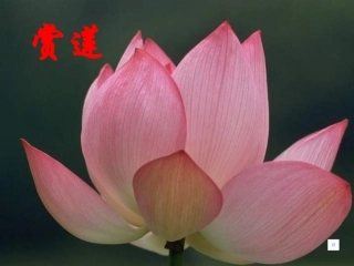 (部编)初中语文人教2011课标版七年级下册《爱莲说》教学课件-(6)