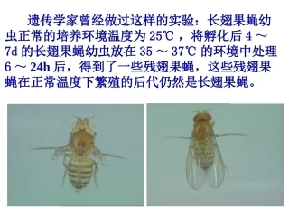 核酸-基因与性状的关系