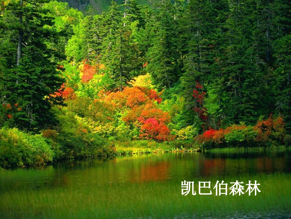 2014人教版语文六上《鹿和狼的故事》PPT课件_第2页