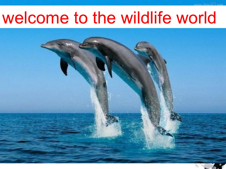 高中英语-Unit-4-Wildlife-protection(Reading)课件-新人教版必修2_第1页