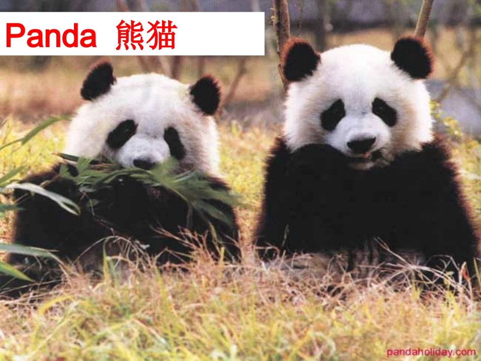 高中英语-Unit-4-Wildlife-protection(Reading)课件-新人教版必修2_第2页