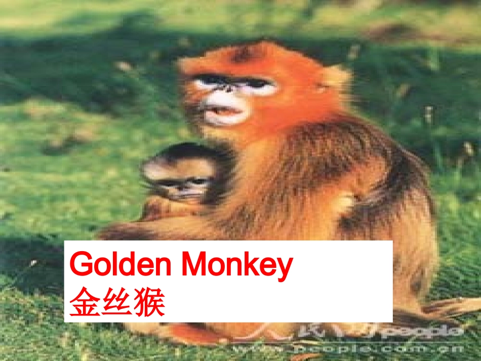 高中英语-Unit-4-Wildlife-protection(Reading)课件-新人教版必修2_第3页
