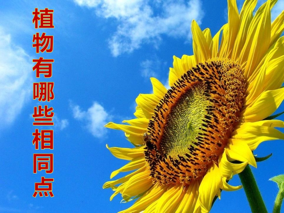植物有哪些相同特点_第1页